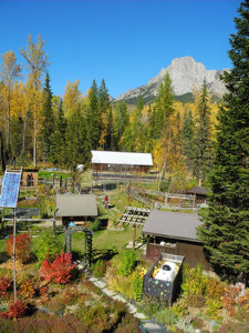 Fall Colours at Spruce Spring Stream Farms