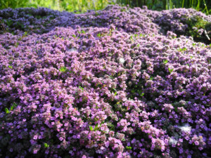 Spruce Spring Stream Farms in bloom